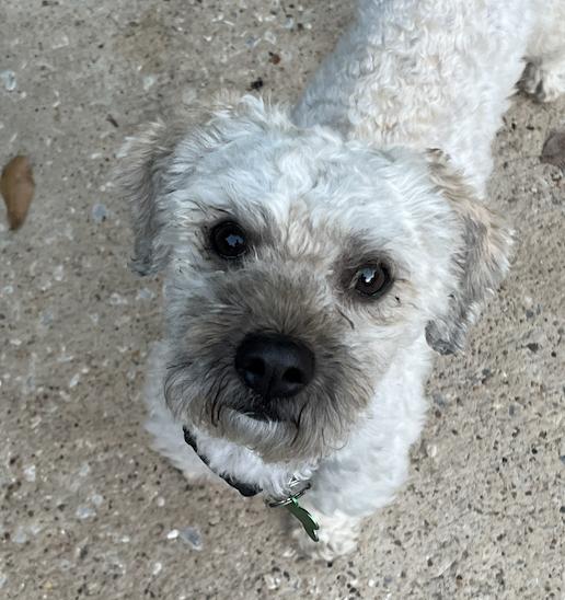 Enlarge Mylo, a Adoptable mixed breed in Spring, TX image 3/4