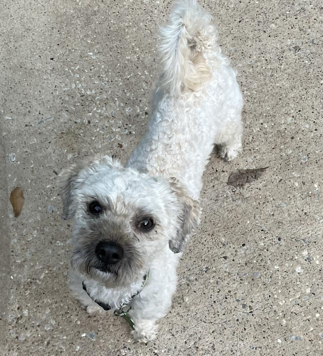 Enlarge Mylo, a Adoptable mixed breed in Spring, TX image 4/4