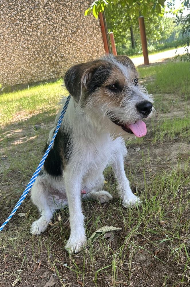 Enlarge Carter, a Adoptable mixed breed in Dawson, GA image 1/6