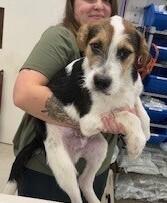 Carter, a Adoptable mixed breed in Dawson, GA image 1/2