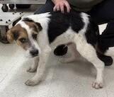 Carter, a Adoptable mixed breed in Dawson, GA image 2/2