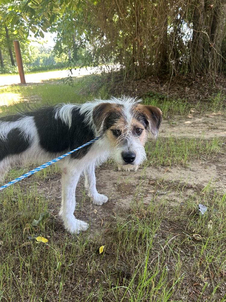 Enlarge Carter, a Adoptable mixed breed in Dawson, GA image 4/6