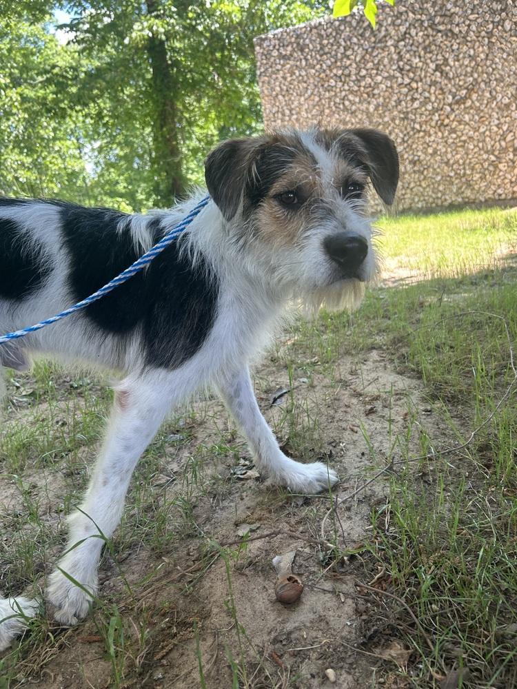 Enlarge Carter, a Adoptable mixed breed in Dawson, GA image 5/6