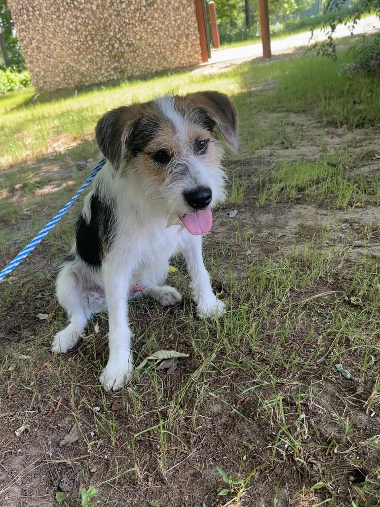 Enlarge Carter, a Adoptable mixed breed in Dawson, GA image 6/6