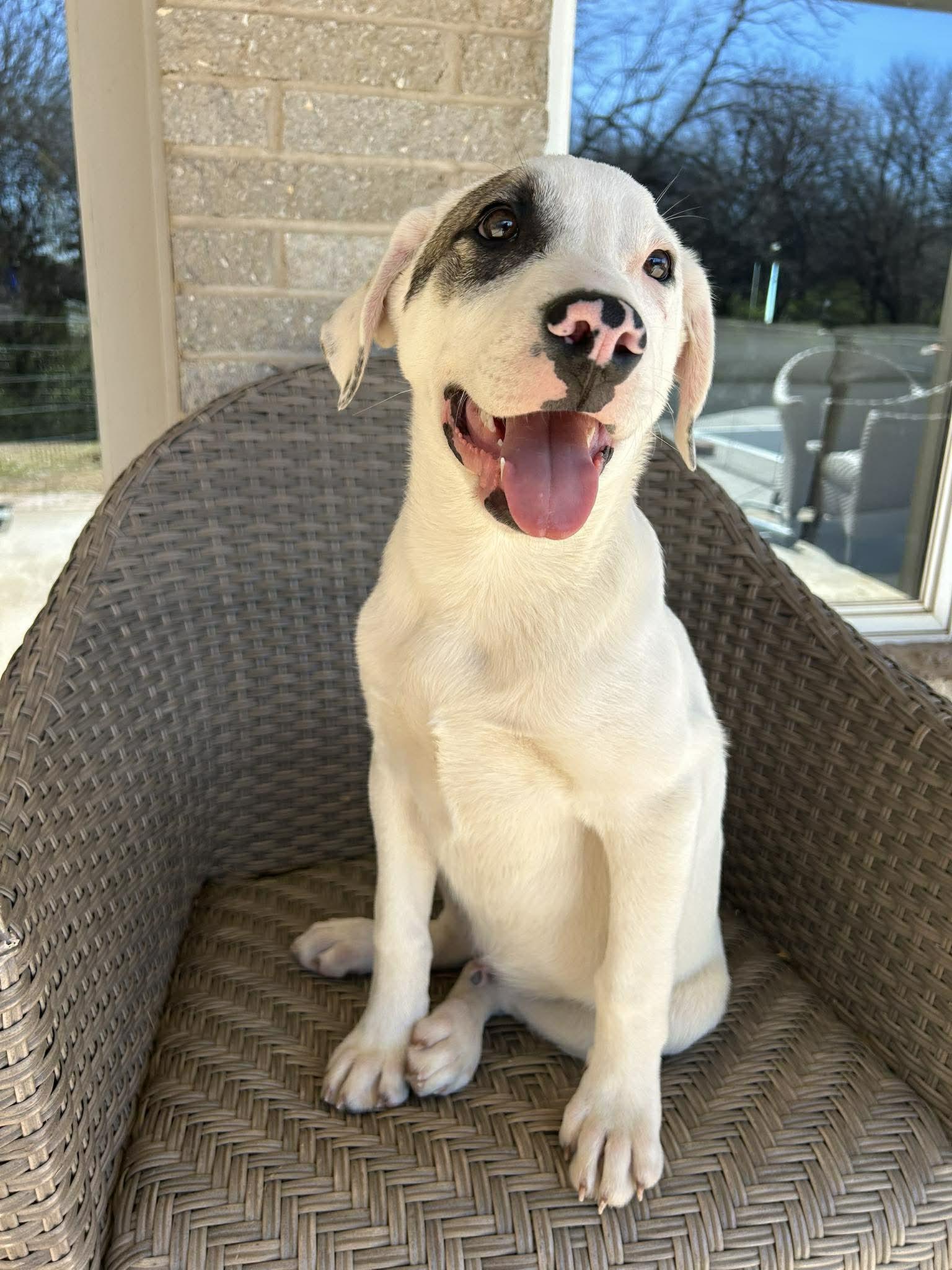 Enlarge SMITTY   $425, a ADOPTABLE mixed breed in Milwaukee, WI image 2/6