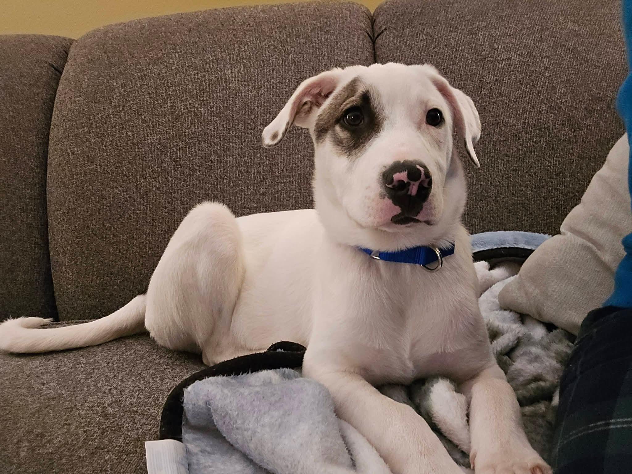 Enlarge SMITTY   $425, a ADOPTABLE mixed breed in Milwaukee, WI image 6/6