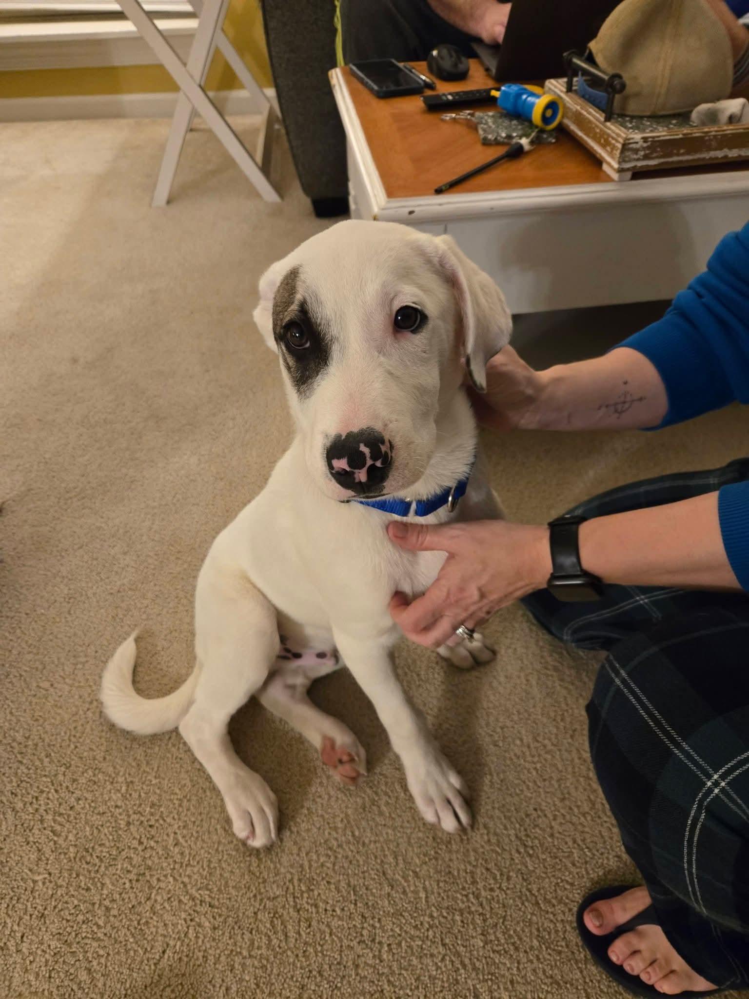 Enlarge SMITTY   $425, a ADOPTABLE mixed breed in Milwaukee, WI image 3/6