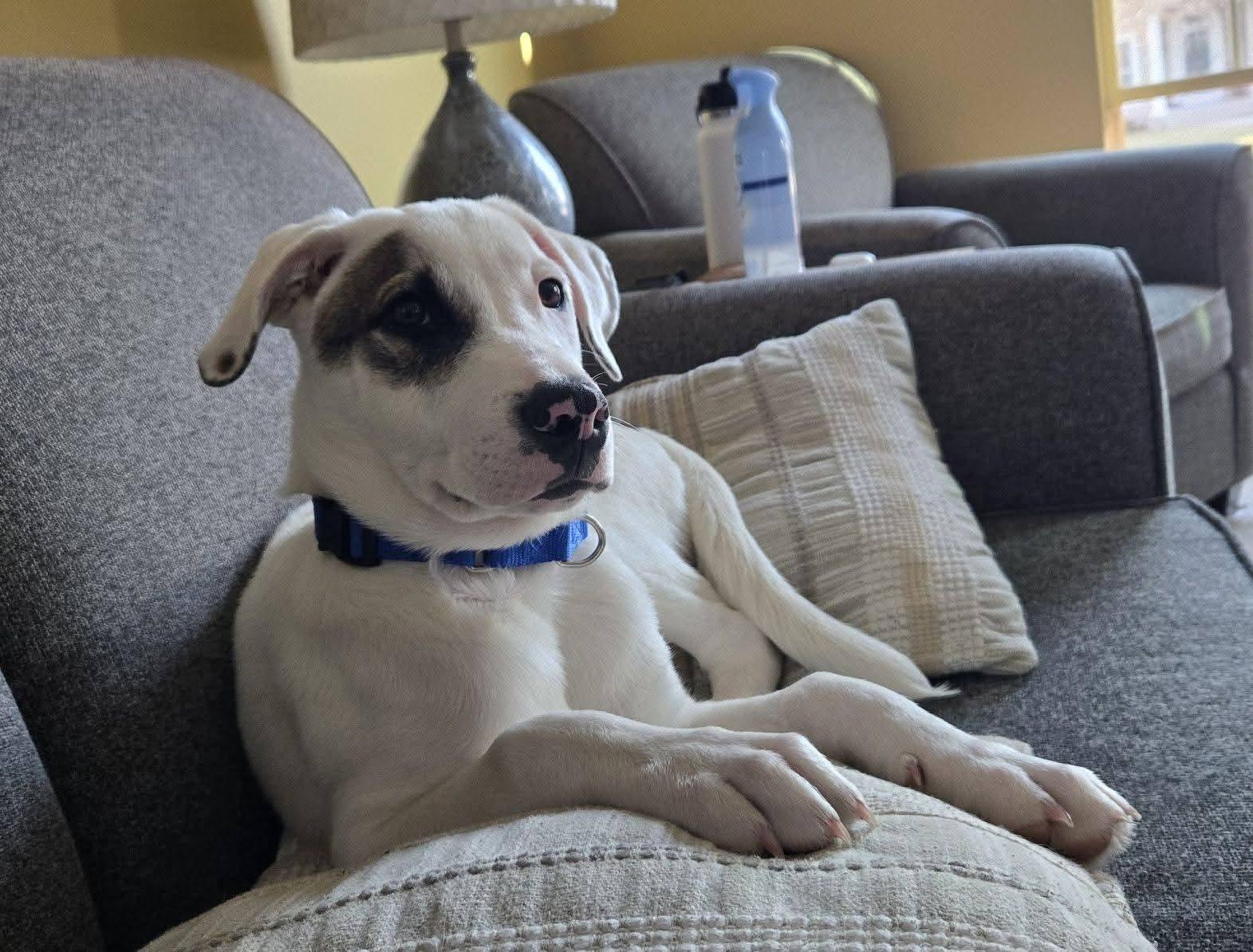 Enlarge SMITTY   $425, a ADOPTABLE mixed breed in Milwaukee, WI image 5/6