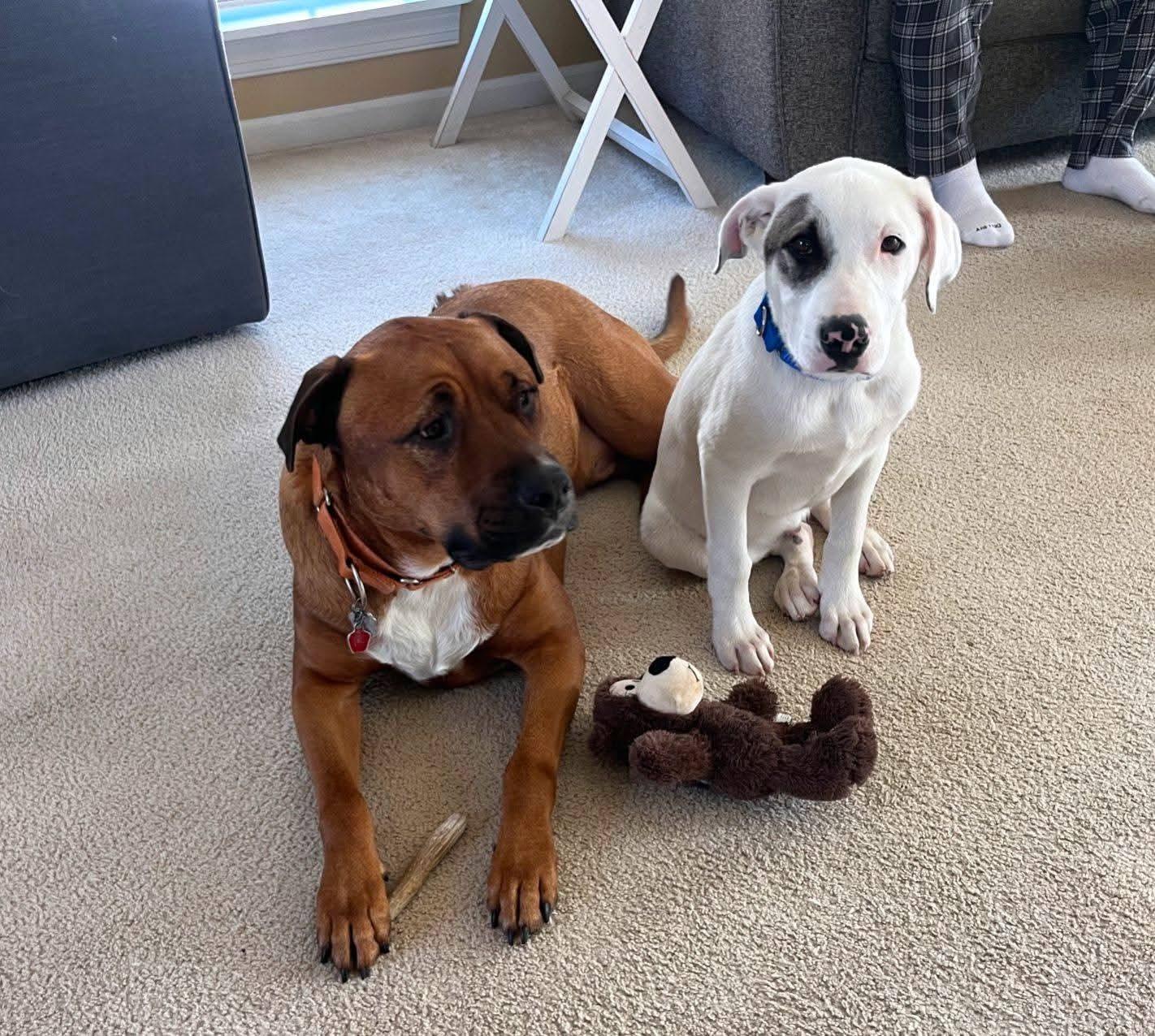 Enlarge SMITTY   $425, a ADOPTABLE mixed breed in Milwaukee, WI image 4/6