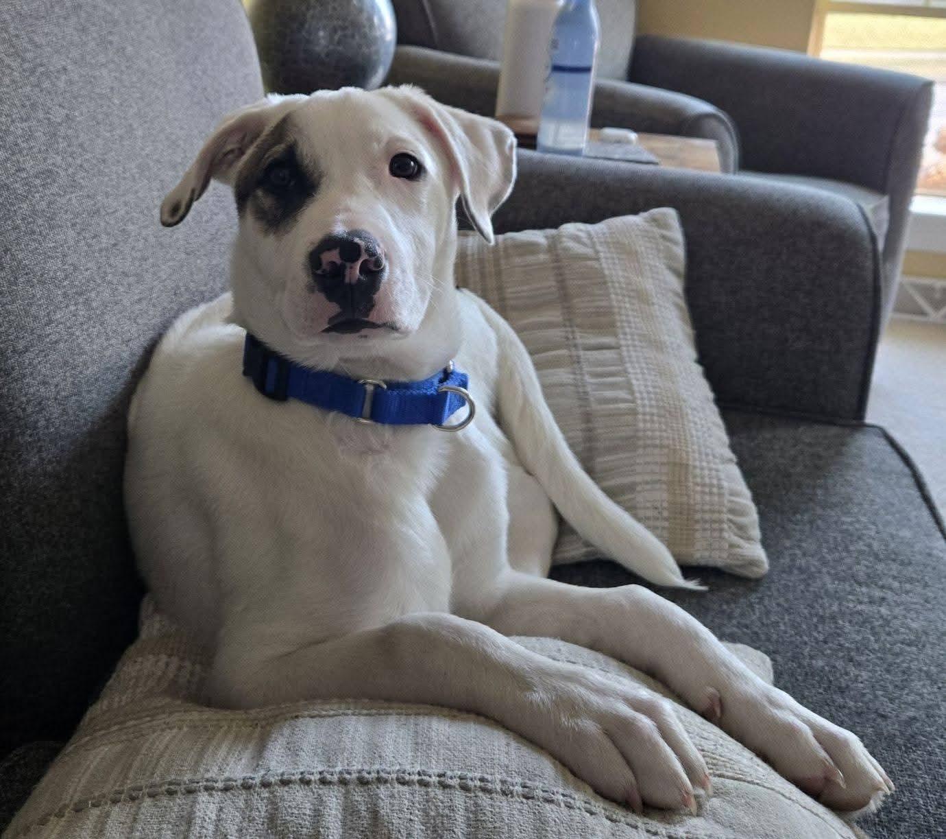 SMITTY   $425, ADOPTABLE, Young Male Labrador Retriever.