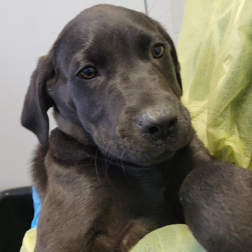 Enlarge Eagle, a Adoptable mixed breed in Hattiesburg, MS image 1/1
