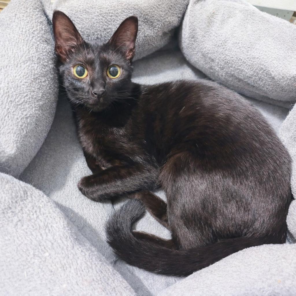 Enlarge Cornflower, a Adoptable mixed breed in Houston, TX image 3/4