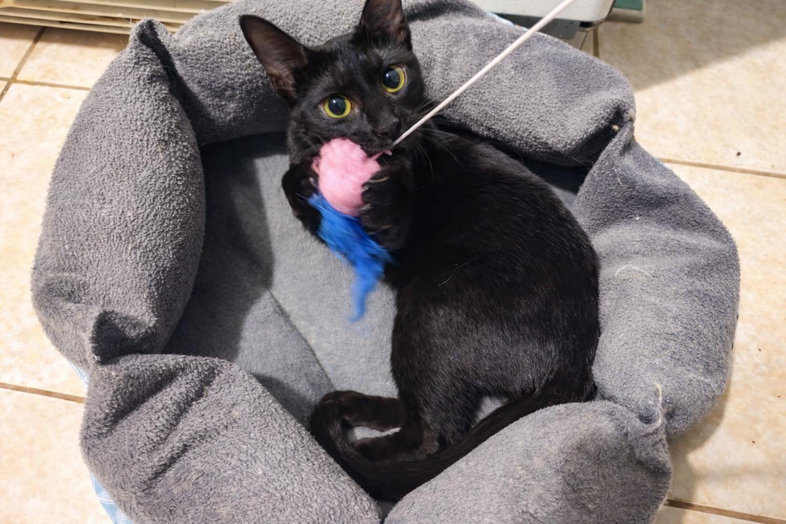 Enlarge Cornflower, a Adoptable mixed breed in Houston, TX image 1/4