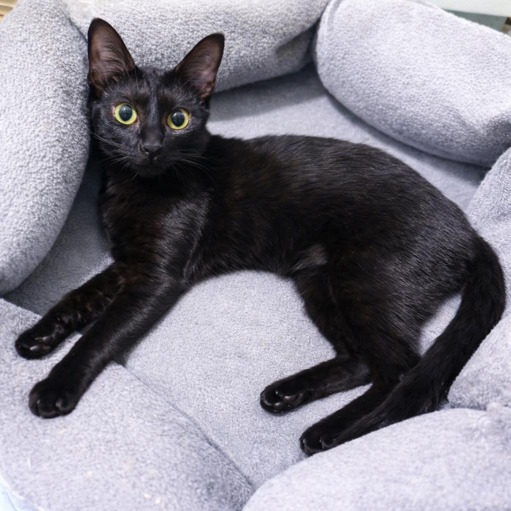 Enlarge Cornflower, a Adoptable mixed breed in Houston, TX image 4/4