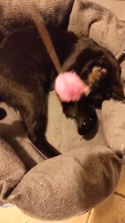 Enlarge Cornflower, a Adoptable mixed breed in Houston, TX video 2/4