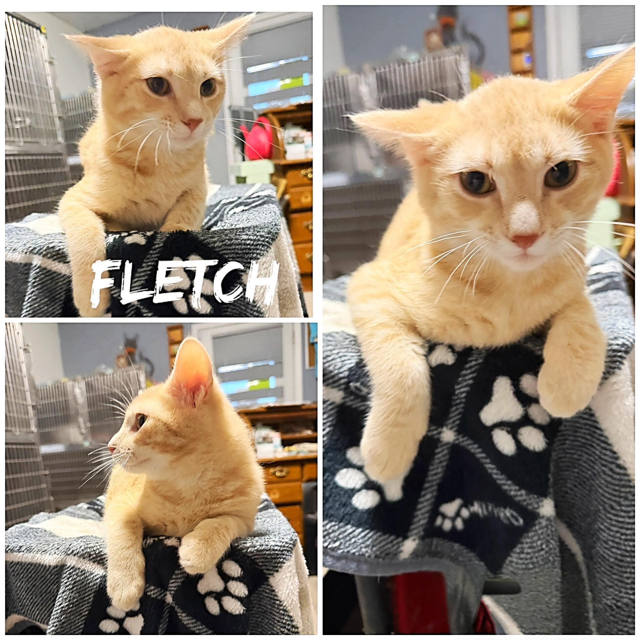 Enlarge Fletch, a ADOPTABLE Domestic Short Hair in Saint James, MO image 1/1