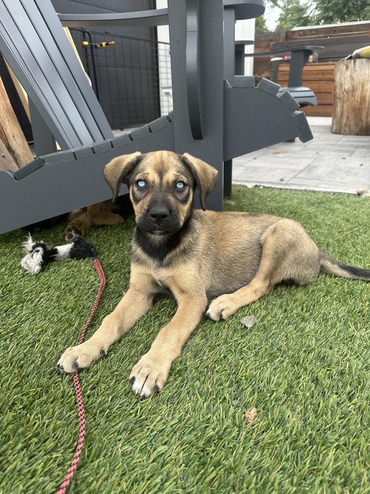 Enlarge Dorothy, a Adoptable mixed breed in Denver, CO image 1/5