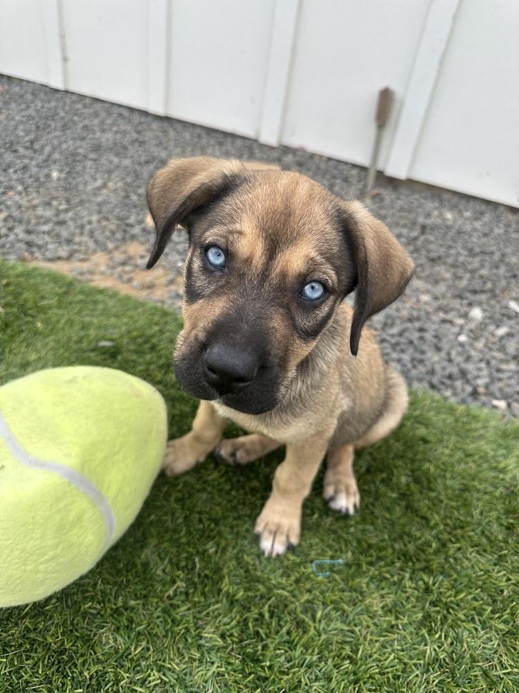 Enlarge Dorothy, a Adoptable mixed breed in Denver, CO image 2/5