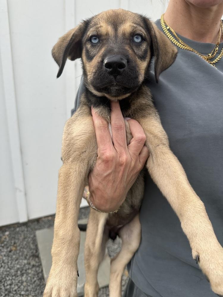 Enlarge Dorothy, a Adoptable mixed breed in Denver, CO image 3/5