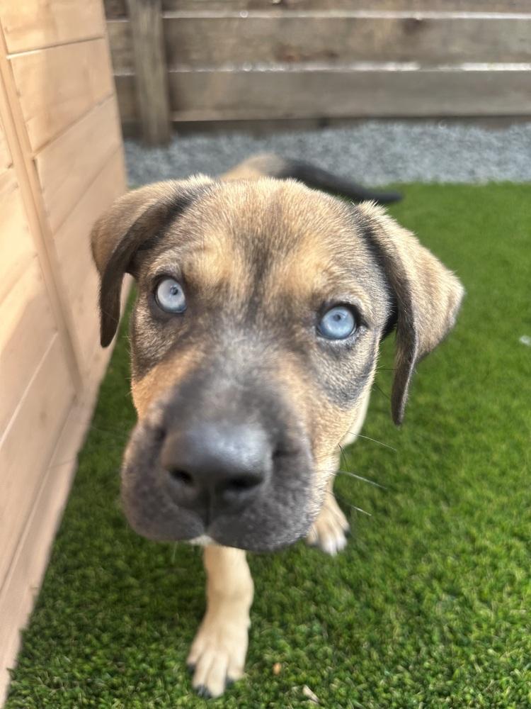 Enlarge Dorothy, a Adoptable mixed breed in Denver, CO image 4/5