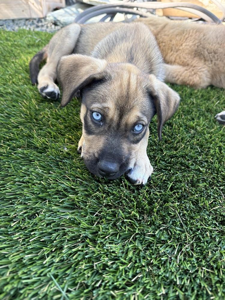 Enlarge Dorothy, a Adoptable mixed breed in Denver, CO image 5/5