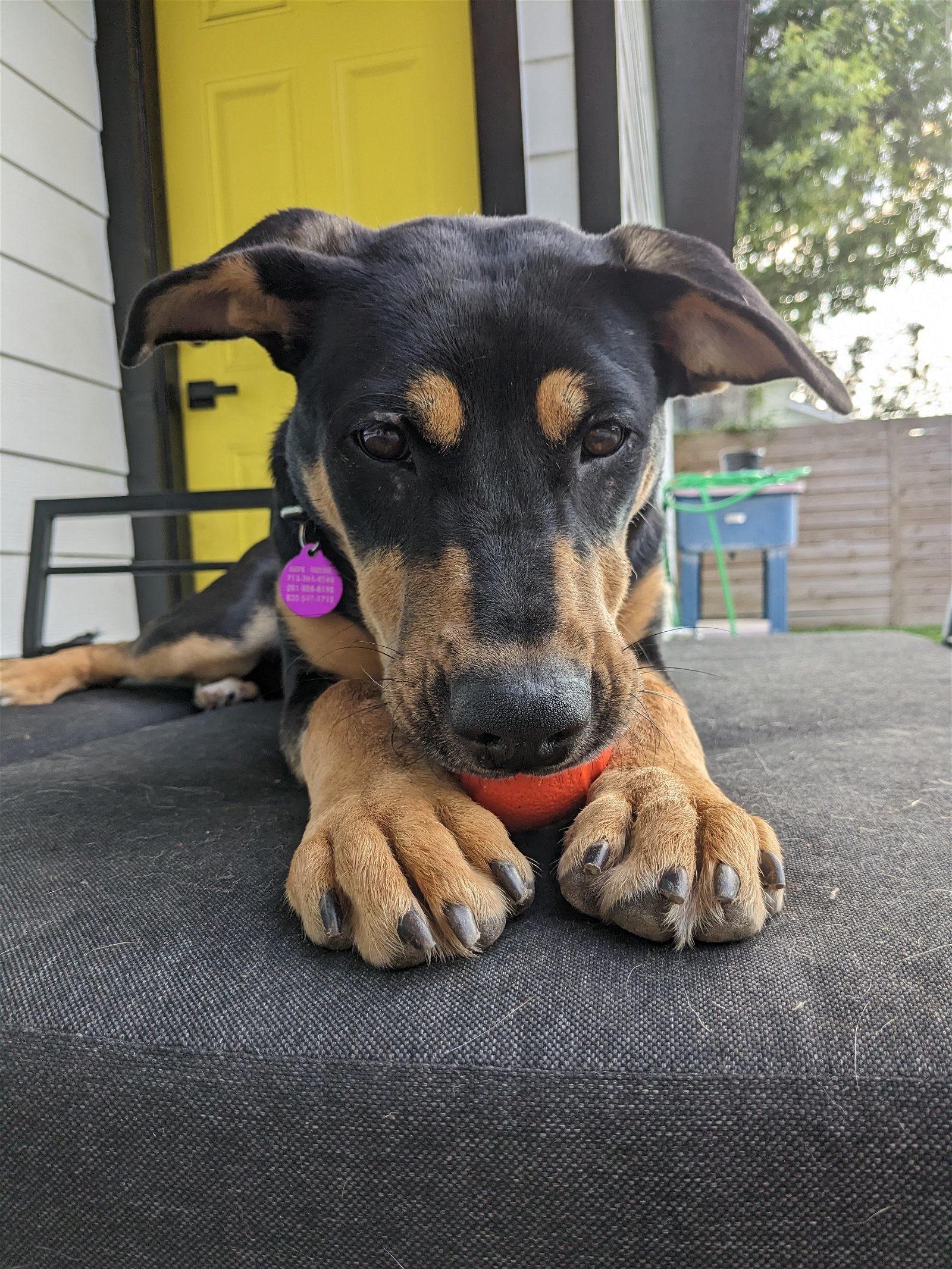 KEEWEE, Adoptable, Young Female Shepherd & Doberman Pinscher.