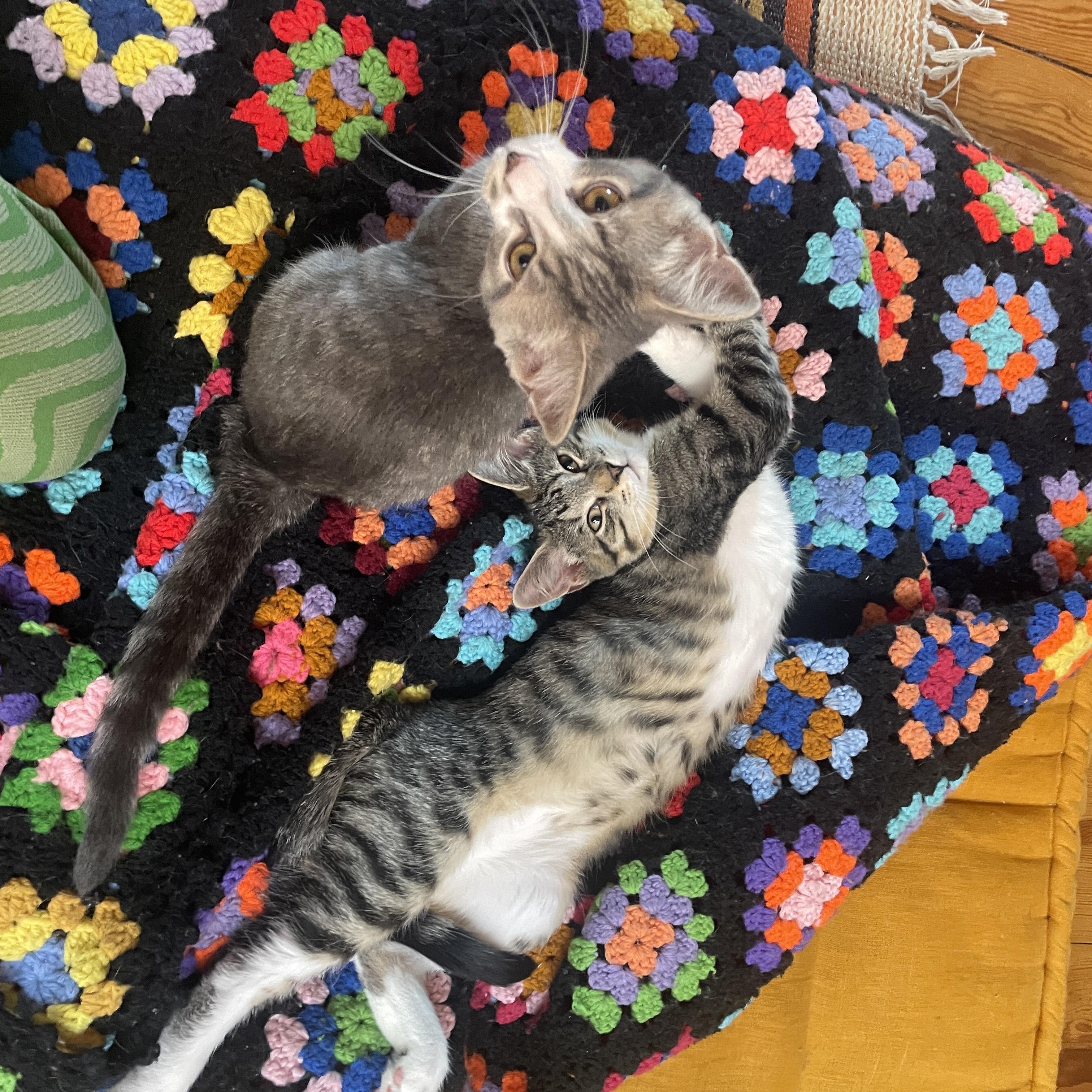 Bebe & Pixel photo 2