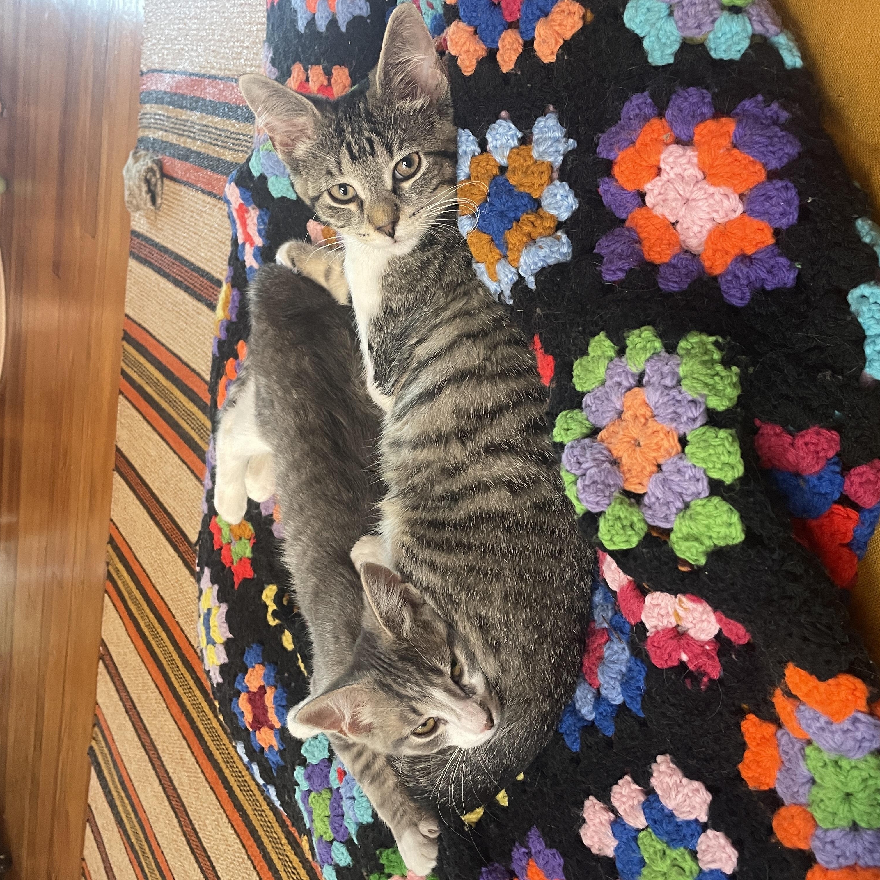 Bebe & Pixel photo 5