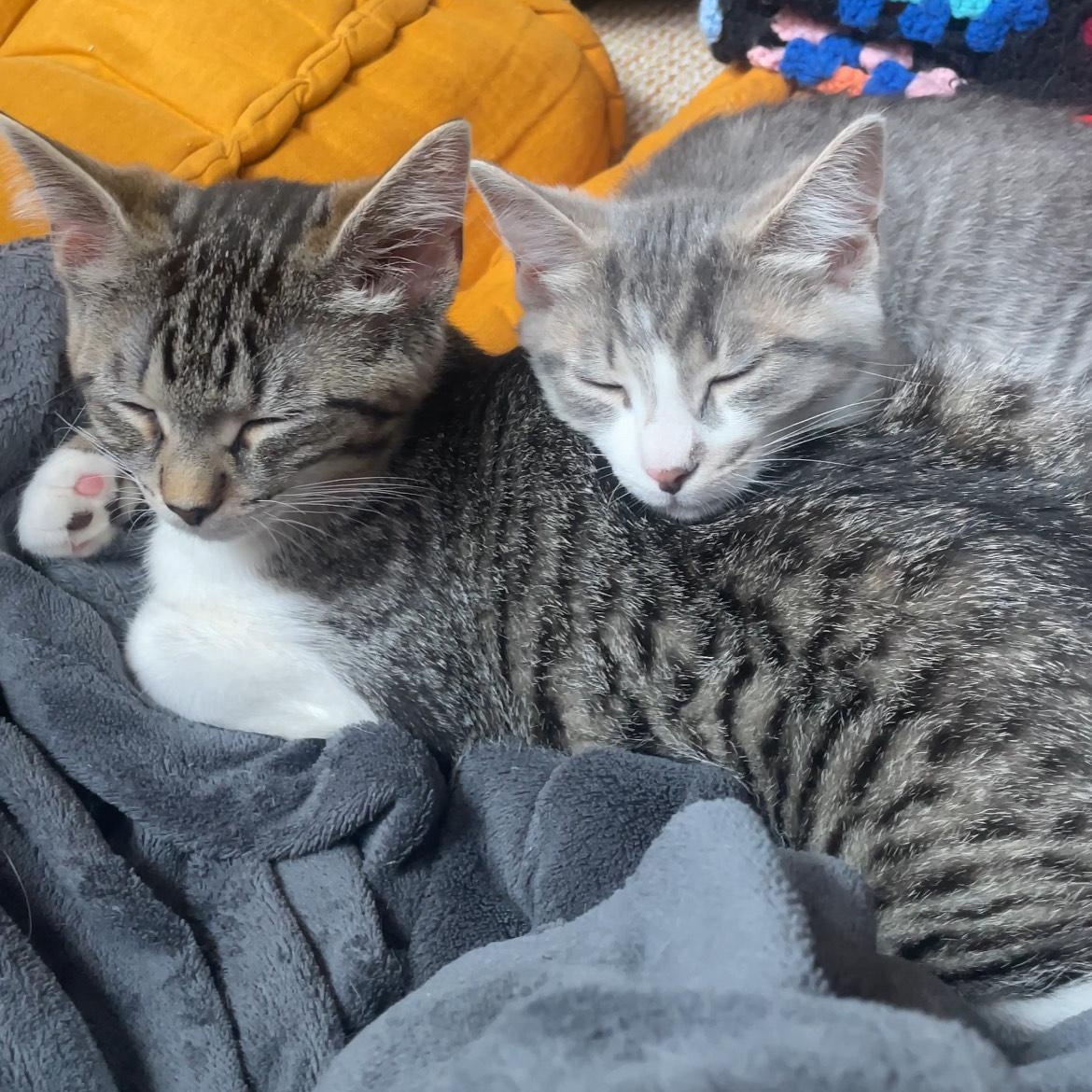 Bebe & Pixel, Young Female unknown