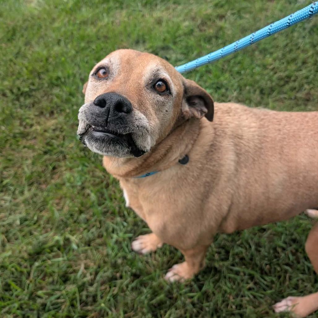 Enlarge Fender, a Adoptable mixed breed in Cedar Rapids, IA image 1/6