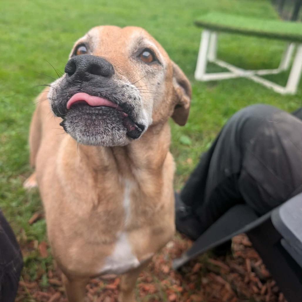 Enlarge Fender, a Adoptable mixed breed in Cedar Rapids, IA image 2/6