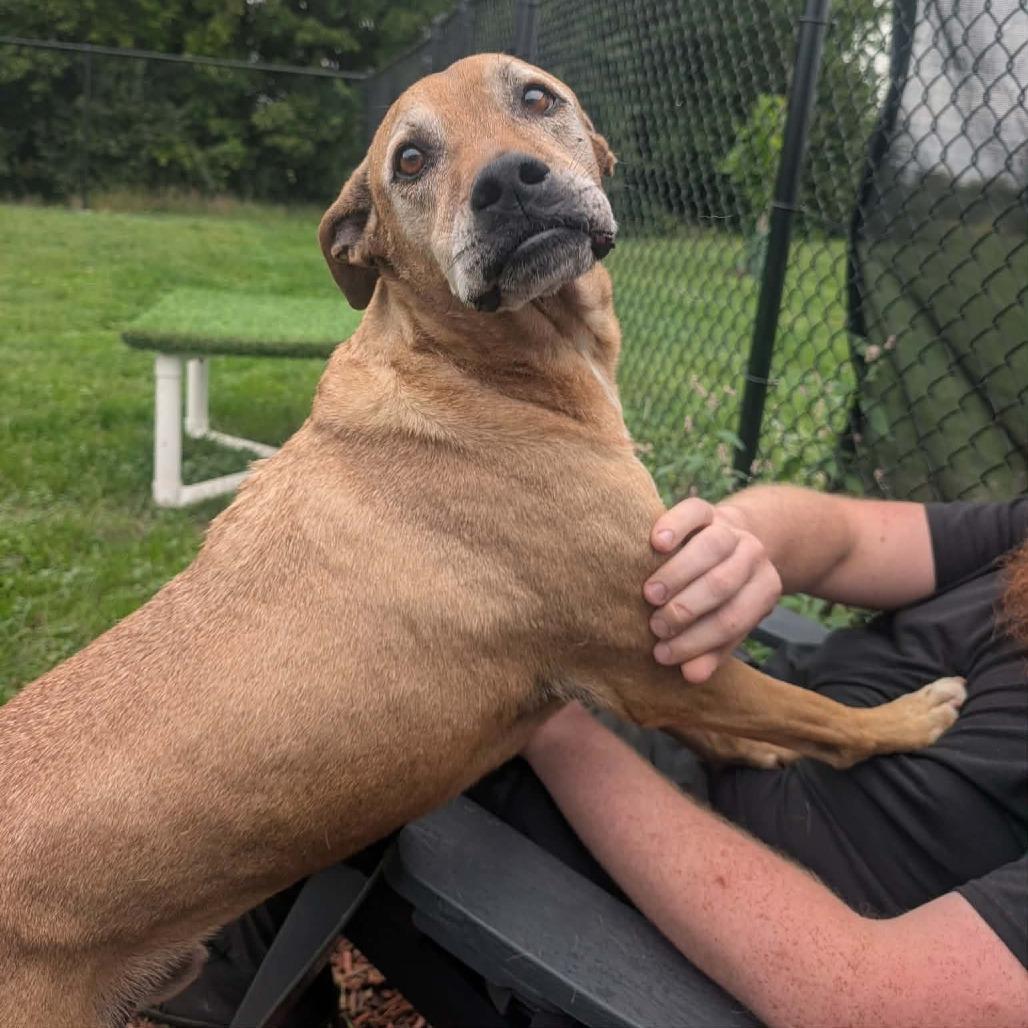 Enlarge Fender, a Adoptable mixed breed in Cedar Rapids, IA image 3/6