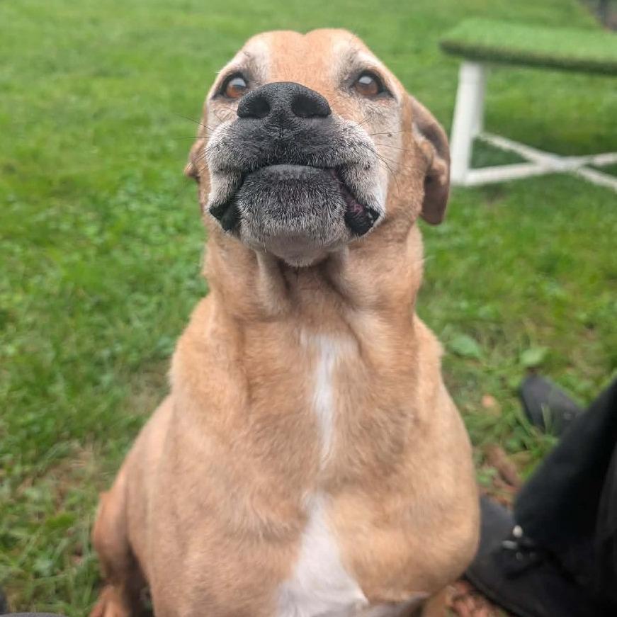 Enlarge Fender, a Adoptable mixed breed in Cedar Rapids, IA image 4/6