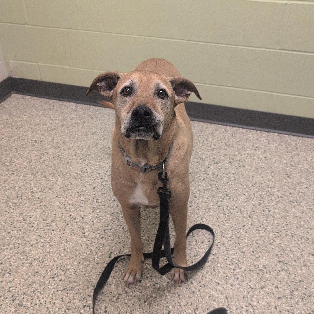 Enlarge Fender, a Adoptable mixed breed in Cedar Rapids, IA image 5/6