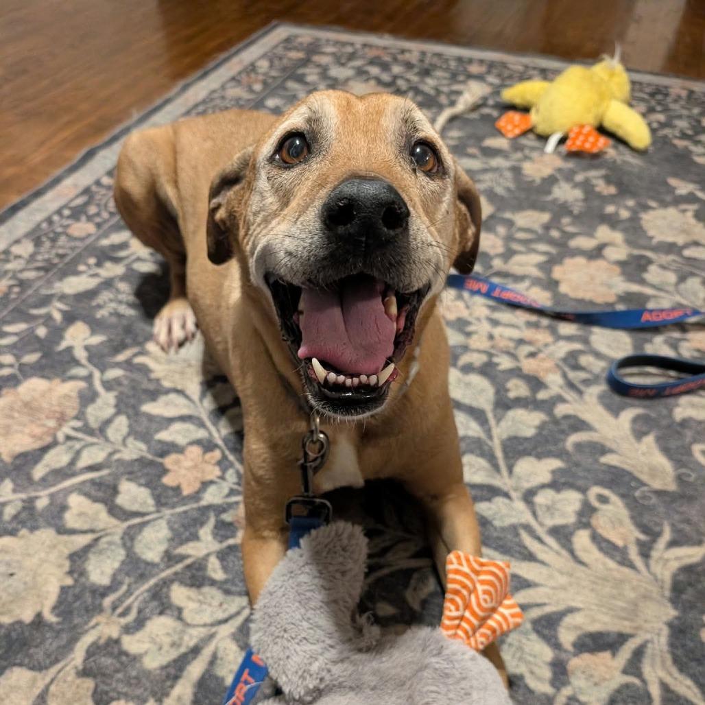 Enlarge Fender, a Adoptable mixed breed in Cedar Rapids, IA image 6/6
