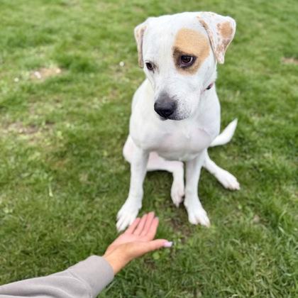Star, a ADOPTABLE Mixed Breed in Dubuque, IA image 2/2