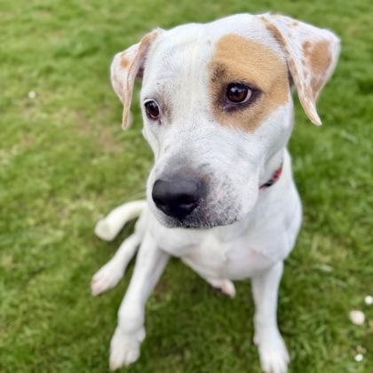Star, ADOPTABLE, Adult Female Mixed Breed.