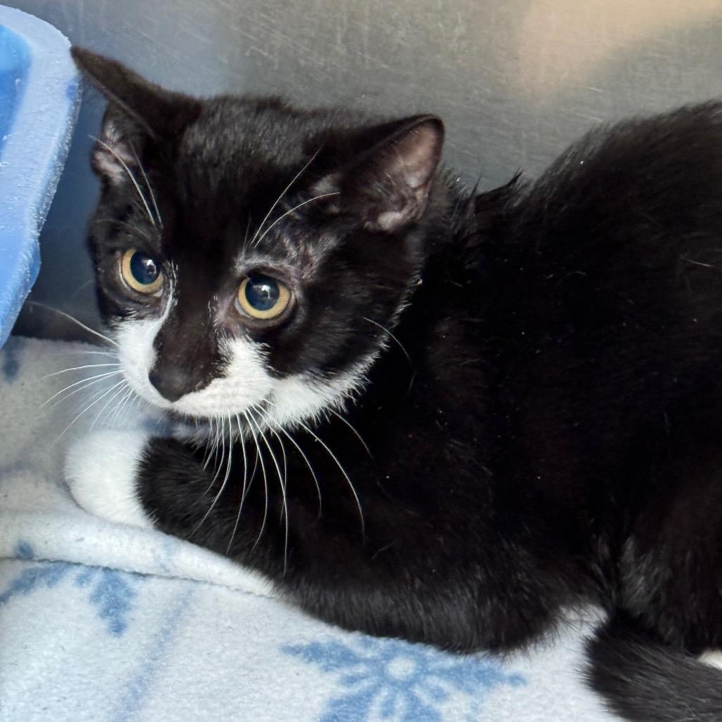 Oreo, Adoptable, Kitten Male American Shorthair.