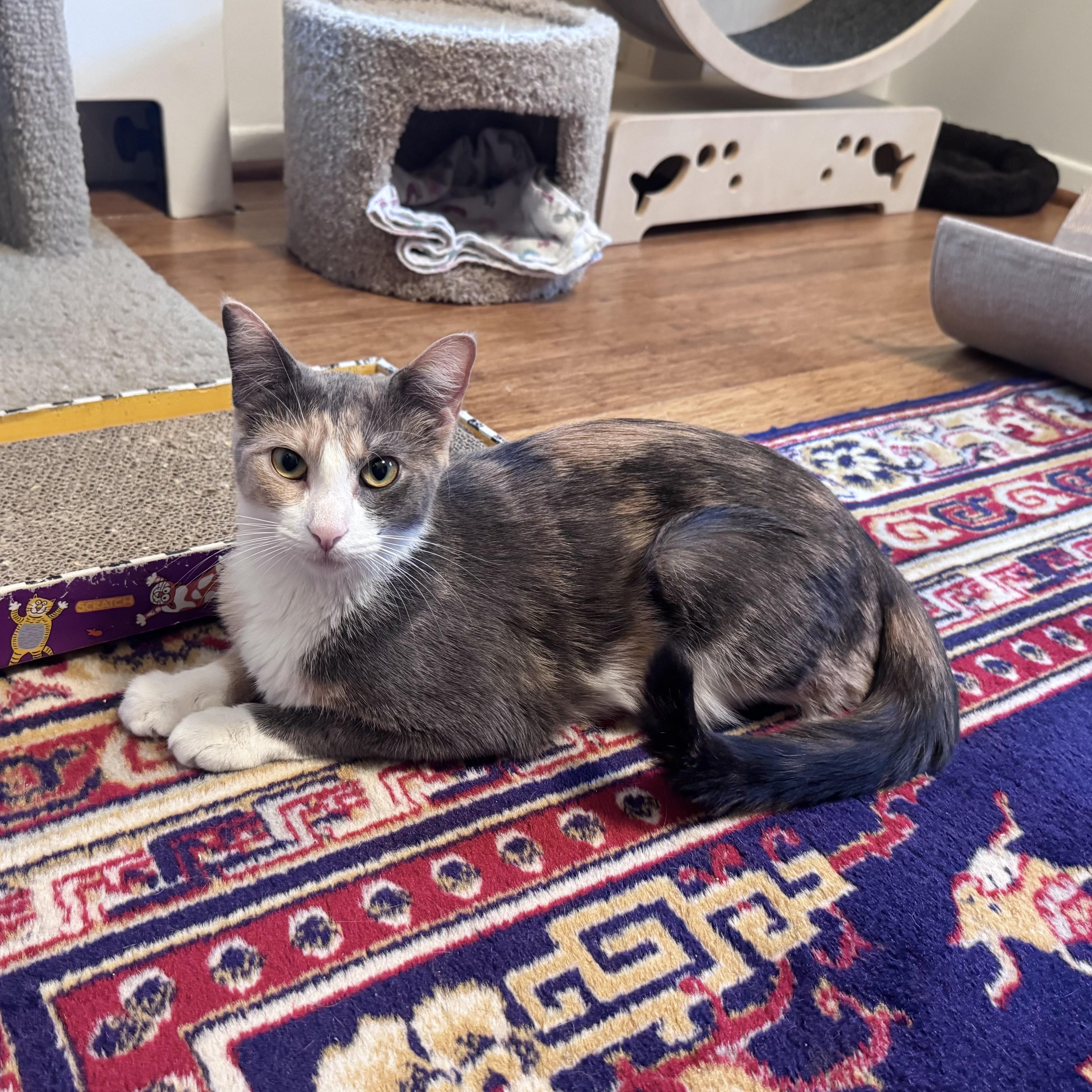 Sarabi, an adoptable Calico in East Northport, NY image 4/5