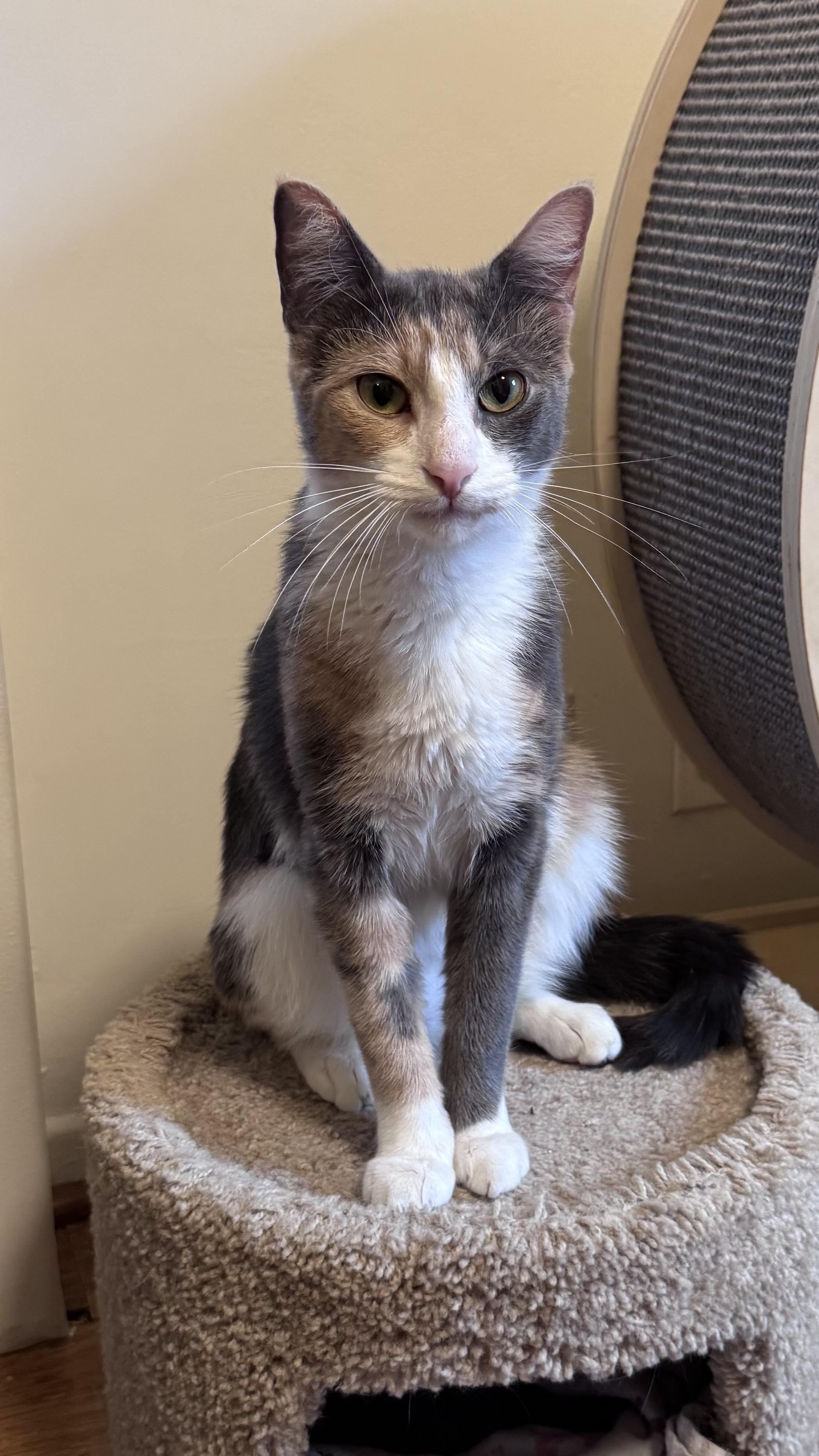 Sarabi, an adoptable Calico in East Northport, NY image 5/5