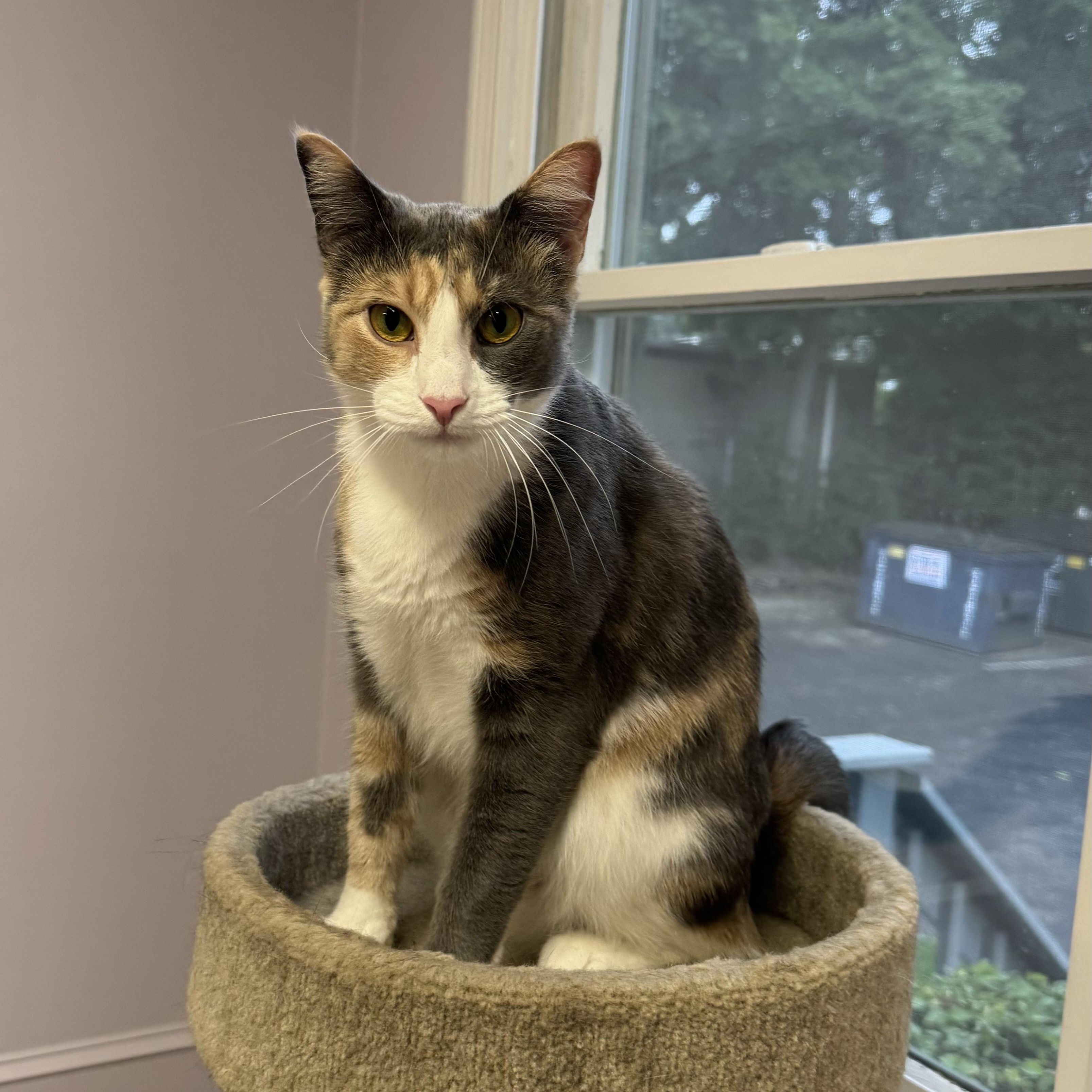 Enlarge Sarabi, an adoptable Calico in East Northport, NY image 5/5