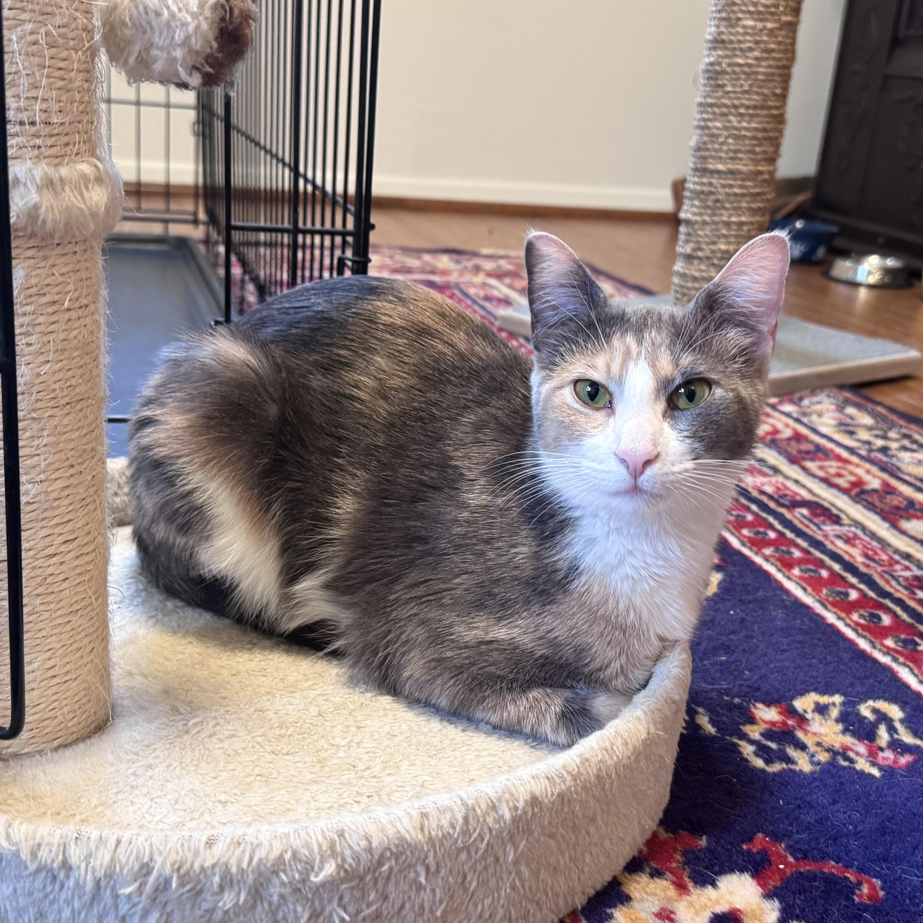 Sarabi, an adoptable Calico in East Northport, NY image 1/5