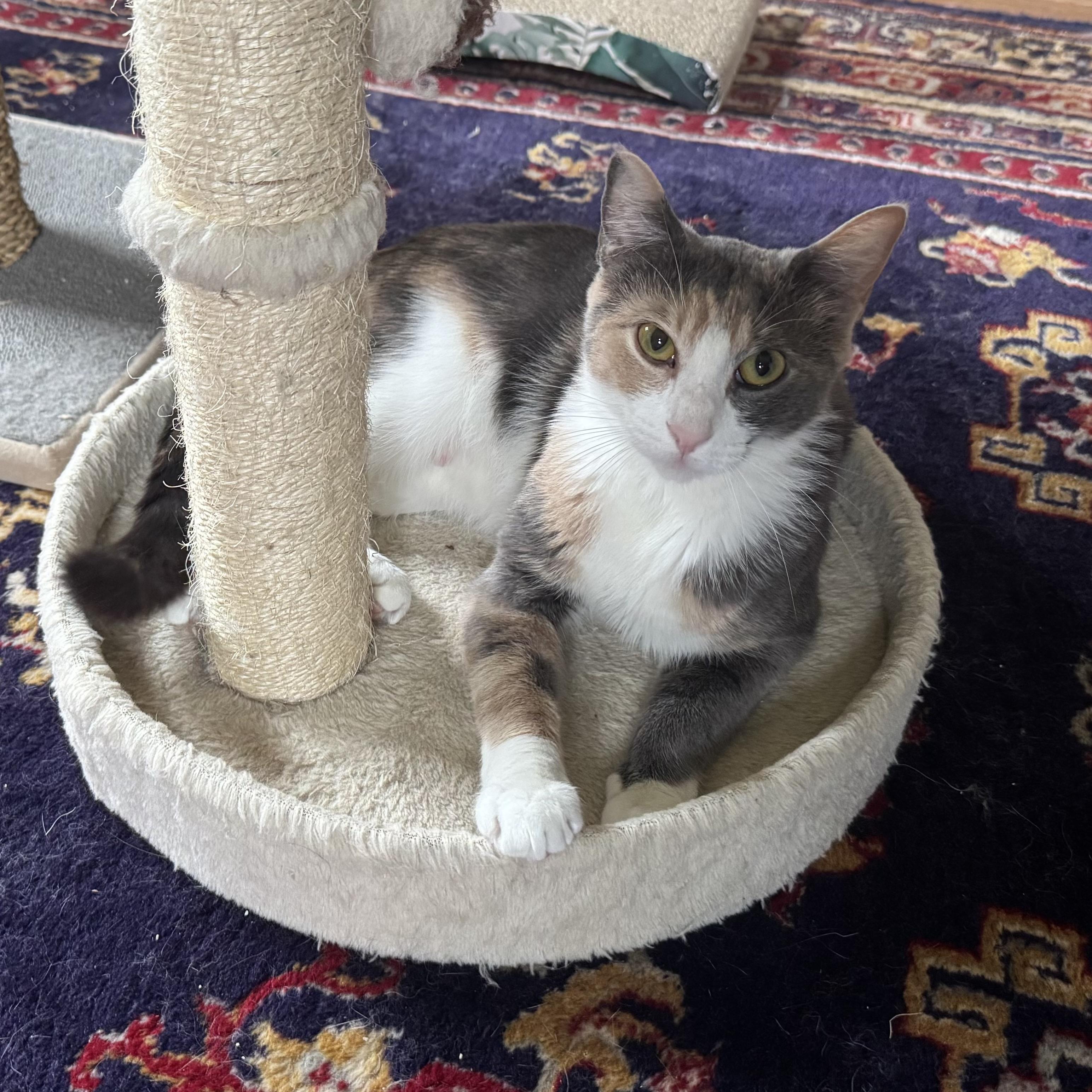 Sarabi, an adoptable Calico in East Northport, NY image 3/5