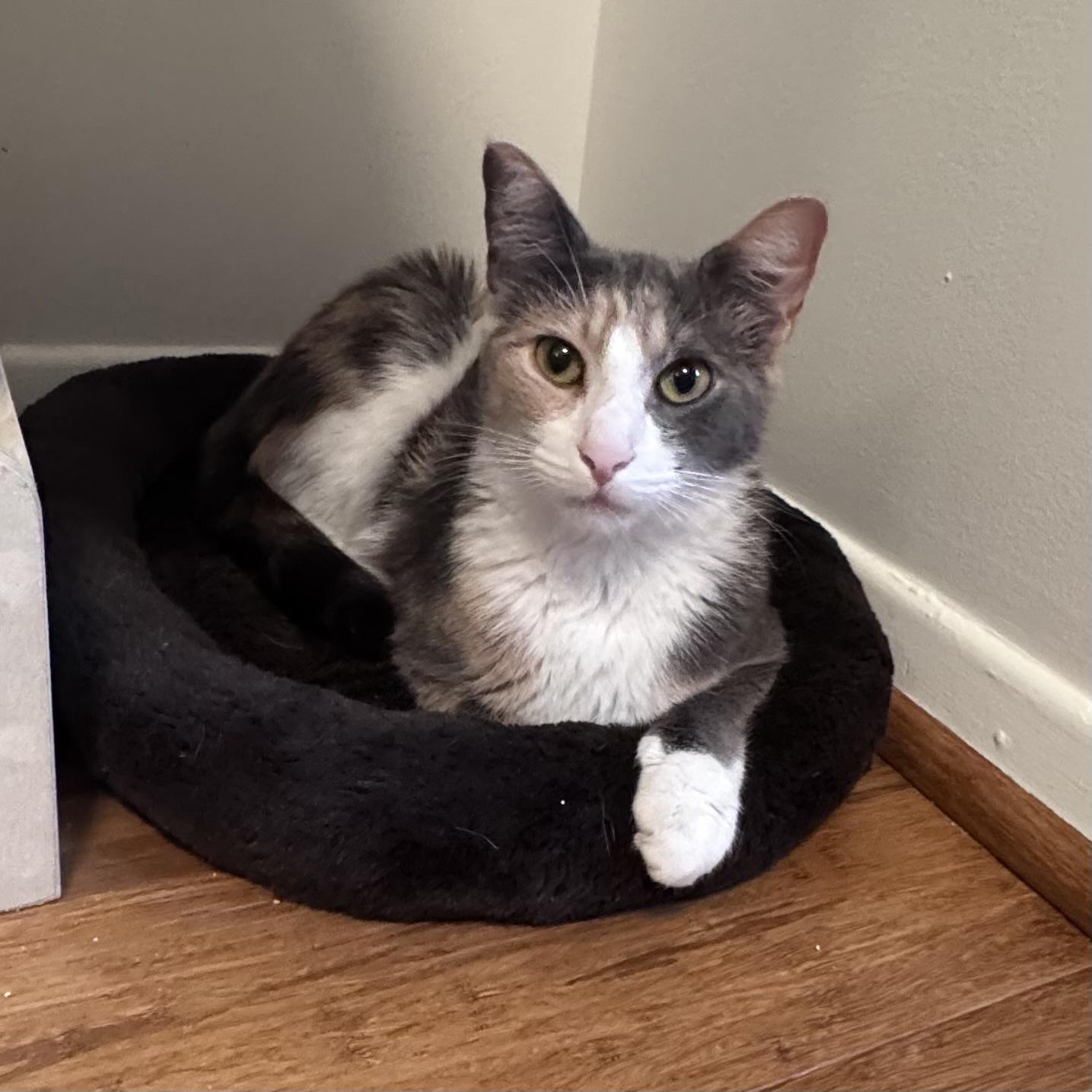 Sarabi, an adoptable Calico in East Northport, NY image 2/5