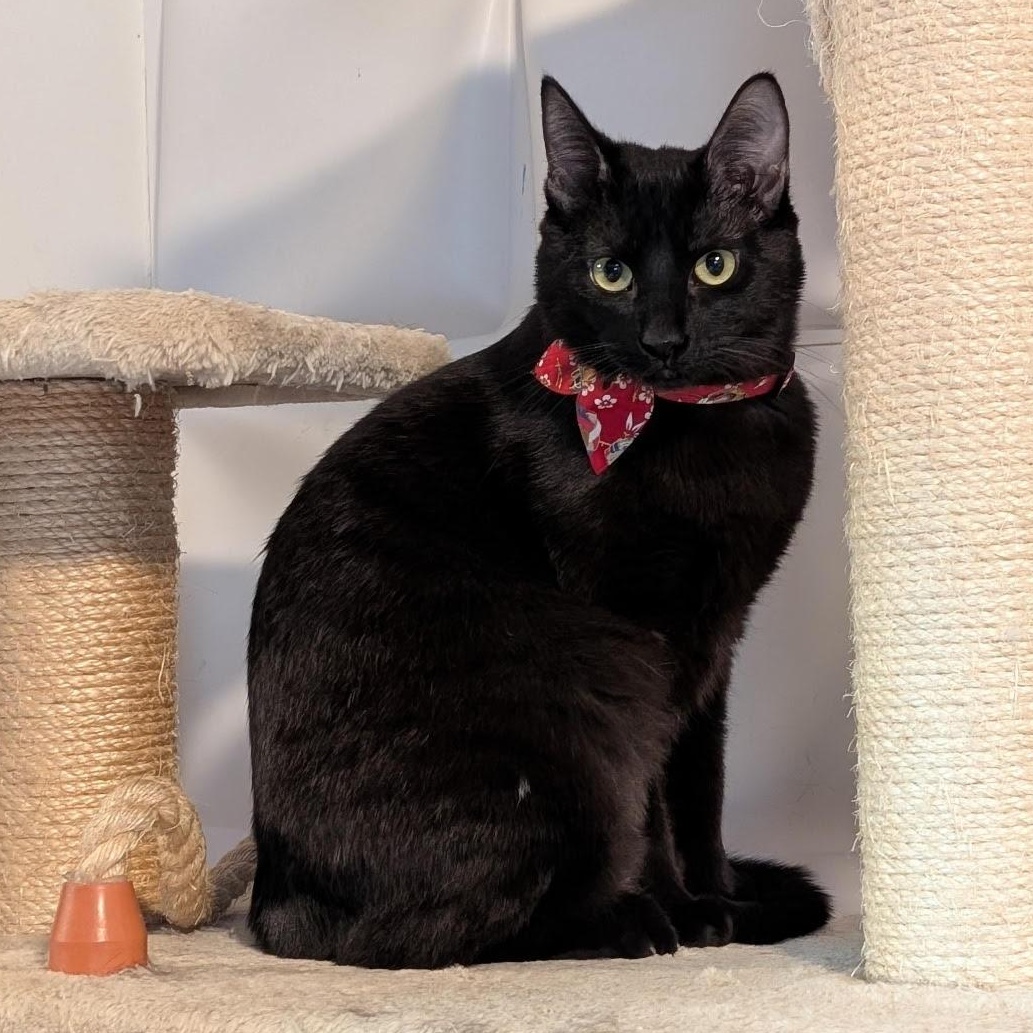 Enlarge AJ (Young Female Cat), a ADOPTABLE Domestic Short Hair in San Francisco, CA image 2/3