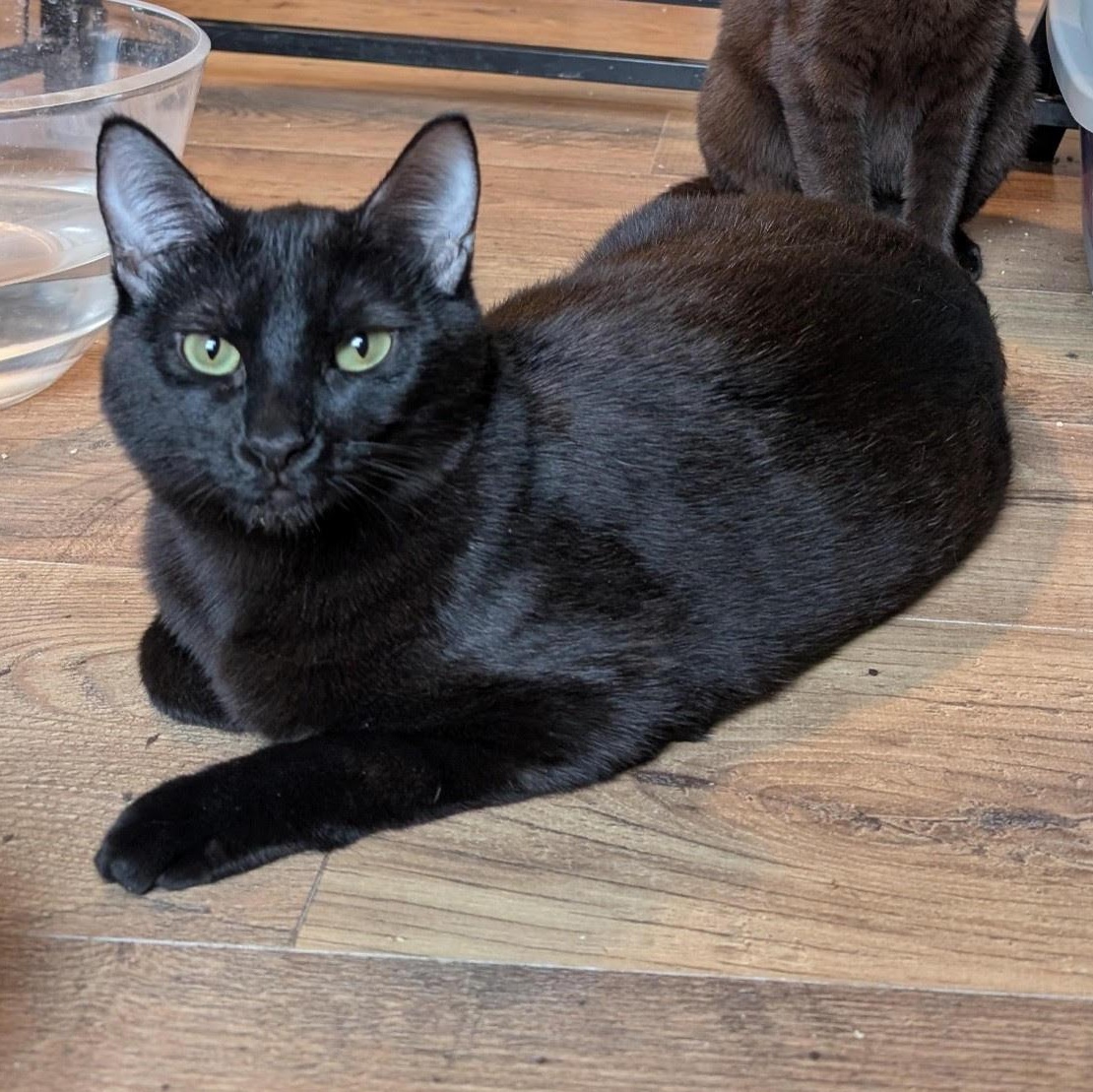 AJ (Young Female Cat), ADOPTABLE, Kitten Female Domestic Short Hair.