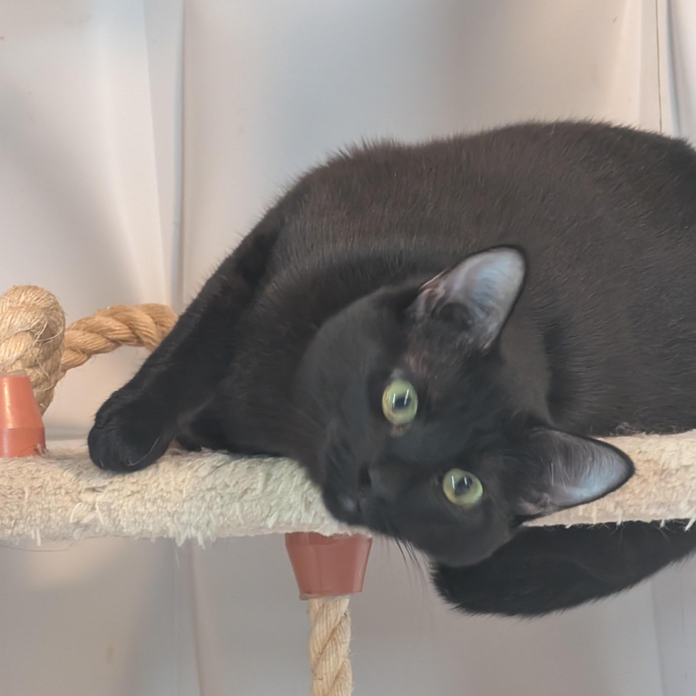 Enlarge AJ (Young Female Cat), a ADOPTABLE Domestic Short Hair in San Francisco, CA image 3/3