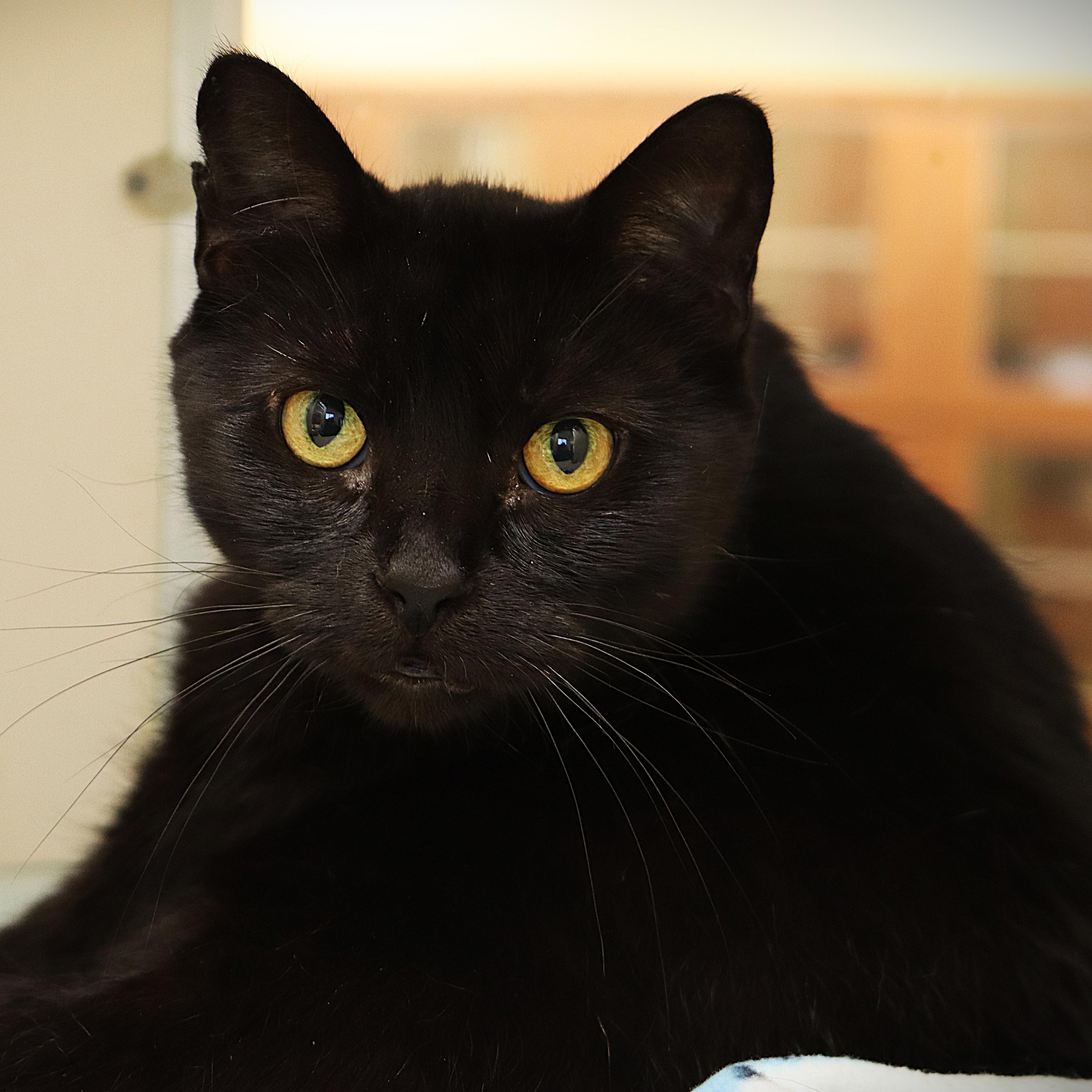 Connie, ADOPTABLE, Adult Female Domestic Short Hair.