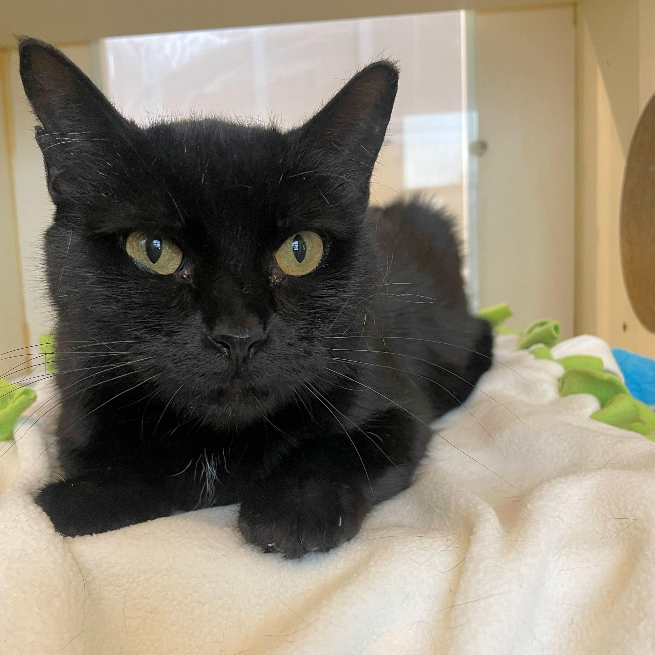 Connie, ADOPTABLE, Adult Female Domestic Short Hair.