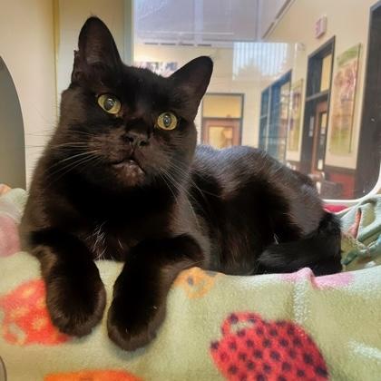 Connie, a ADOPTABLE Domestic Short Hair in Rochester, MN image 2/3